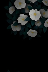 苏禅