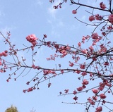 susietree