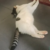 望天熊
