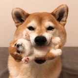 狗咬狗