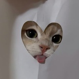 枕枝