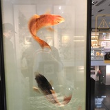 p小鱼