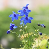 野房子野蔷薇