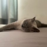 椰子蟹