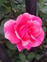 贺喜