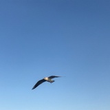 冷白调
