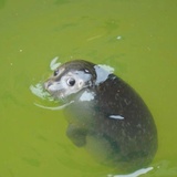 红茶泡咖啡