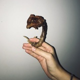 𓆡𓆝𓆟𓆜𓆞𓆝𓆟𓆜𓆞