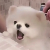 说啥子