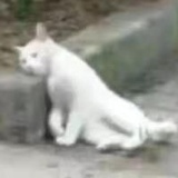 卡明撒尼