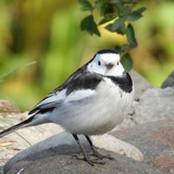 頭你别疼了星人