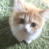芹菜