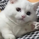 噗趴