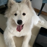仁兔成鸣