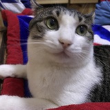 大脸的猫猫