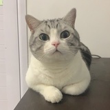 害