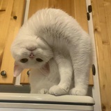联萌