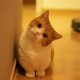 (≧^.^≦)喵~