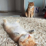 喵的读书日记