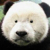 遮眼不含羞