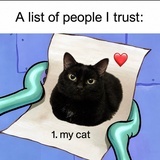 无孩爱猫女