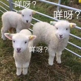 冷酷的菜菜