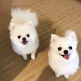 熊皮特