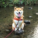 清zhen鱼