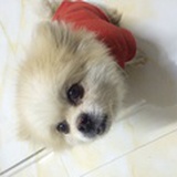 易木草