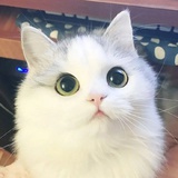 江心月