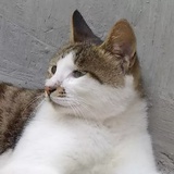 手心䴙䴘