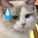 杏桃红豆泥