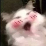 泡泡叨叨
