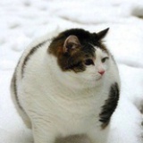 季篱