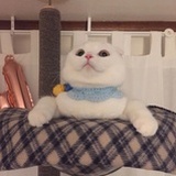卷子