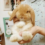 一只鸵鸟
