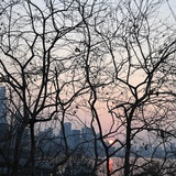 椰子汽水