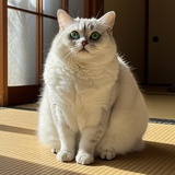 大猫咪