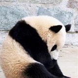 韦吉吉