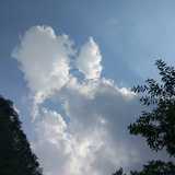 威尔