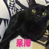 猫生专注养膘