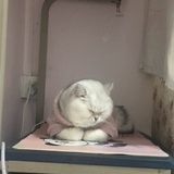 miu大哥