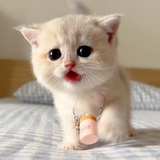 为何会两败俱伤