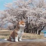 在河