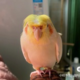 星露谷屠夫