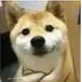 小可爱是我