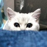raoraoxiao