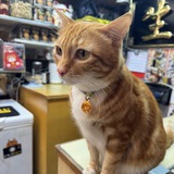 長老