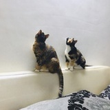 四喜丸子