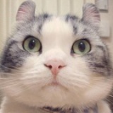 本君占山为王